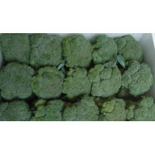 High Quality Fresh Broccoli From China